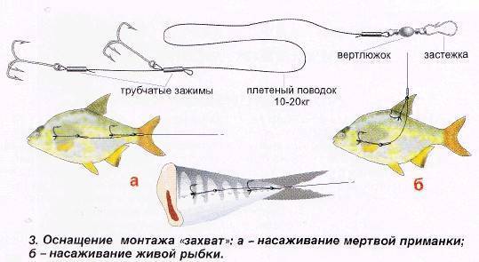 Как насаживать живца на крючок - хитрый способ, чтобы живец был живым