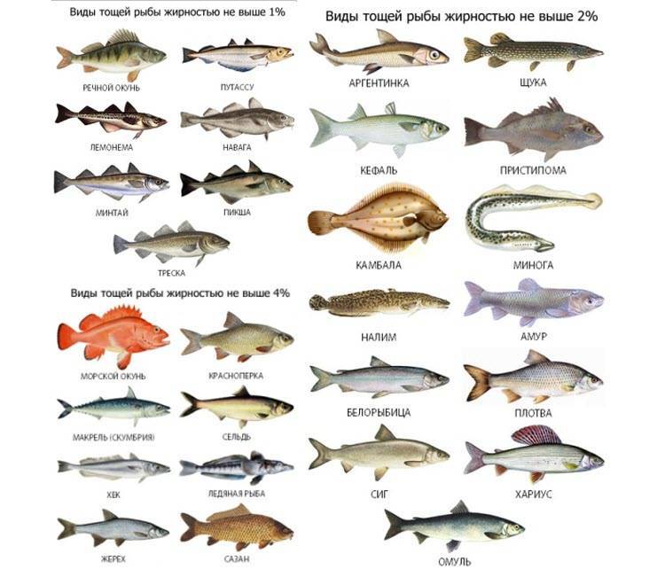 Какую рыбу можно есть на диете: сорта