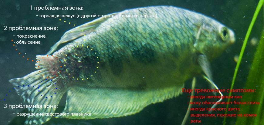 Болезни аквариумных рыбок: фото, признаки и их лечение дома
