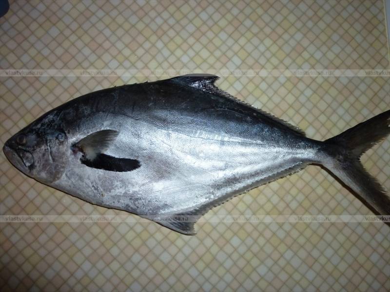 Простипома - рыба необычная: описание, особенности, приготовление