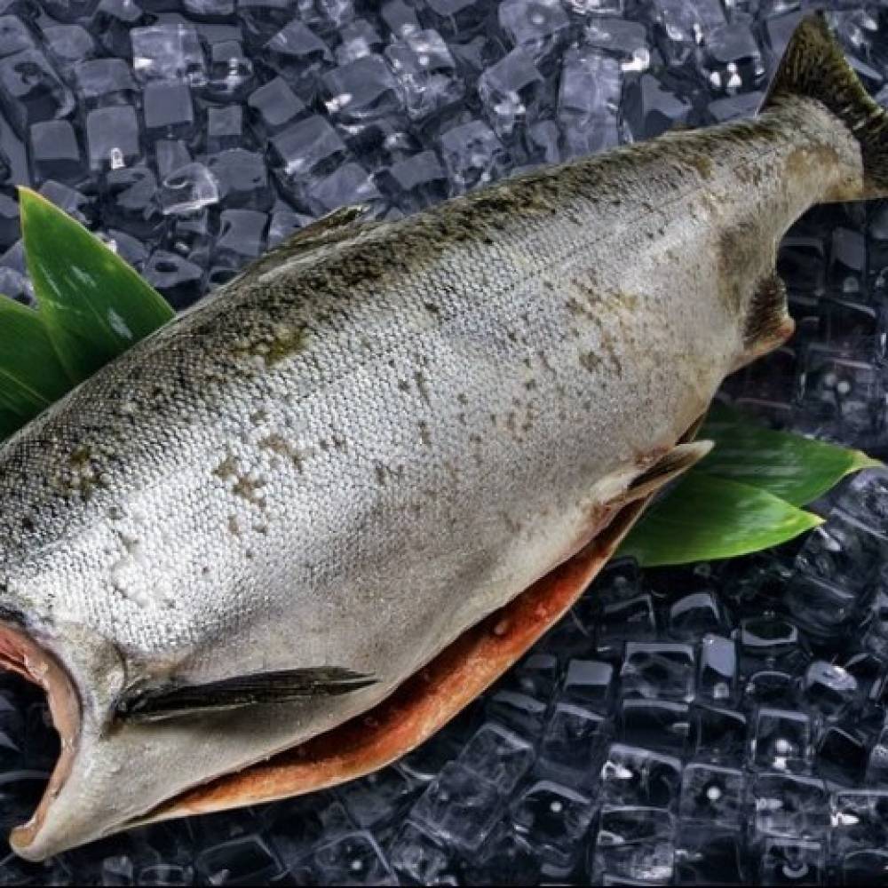 Рыба кижуч описание и фото |  где водится и сколько стоит