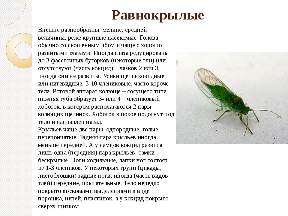 На личинку стрекозы