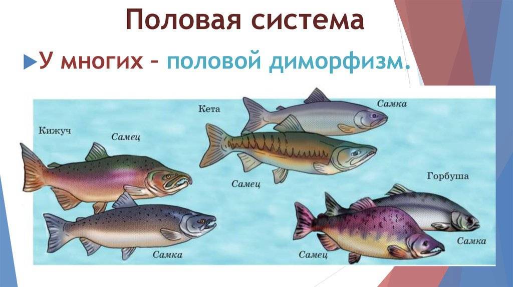 Лососевые рыбы названия с фото, особенности видов