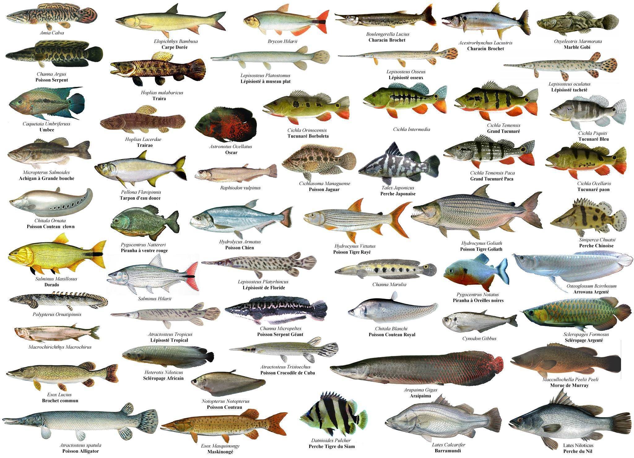 К какой породе рыб относится. Название рыб. Речные рыбы. Речные рыбы названия. Морская рыба названия.