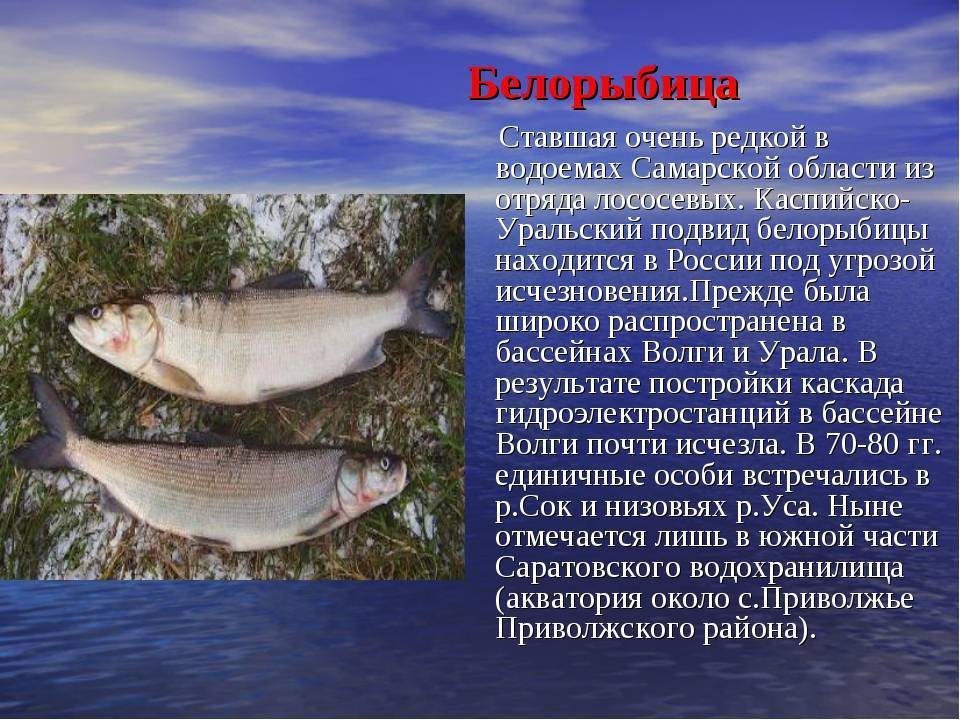 Белорыбица что это за рыба, и как её готовить — 6 рецептов приготовления царской рыбы - rus-womens