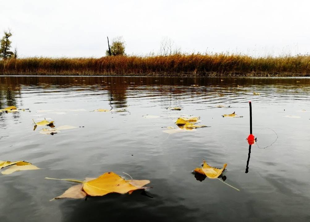 Рыбалка на карася осенью