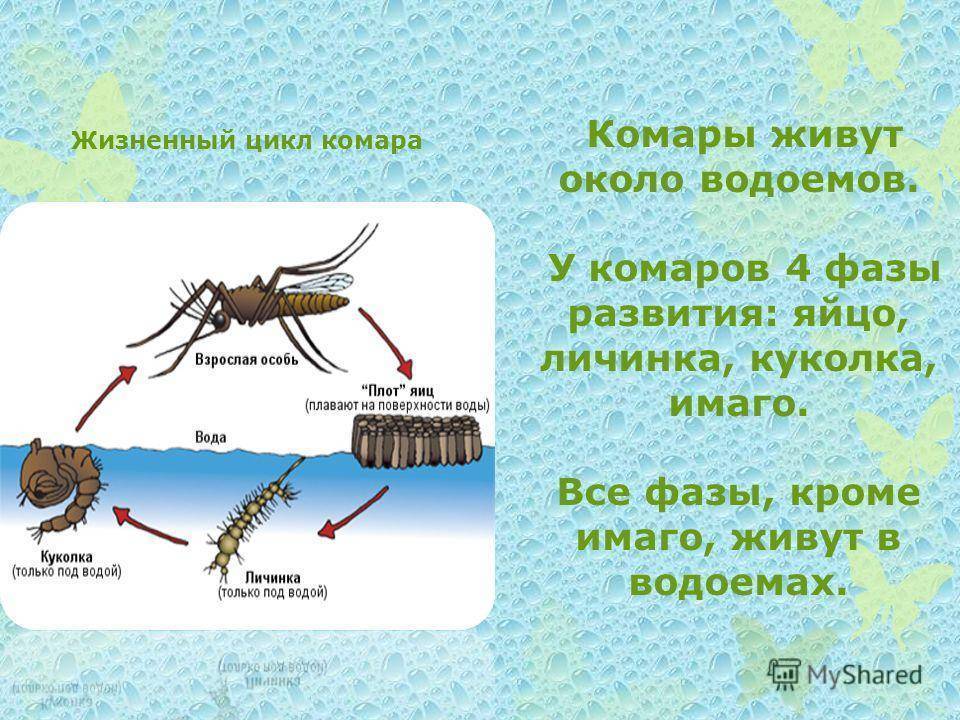 Кто питается комарами и их личинками