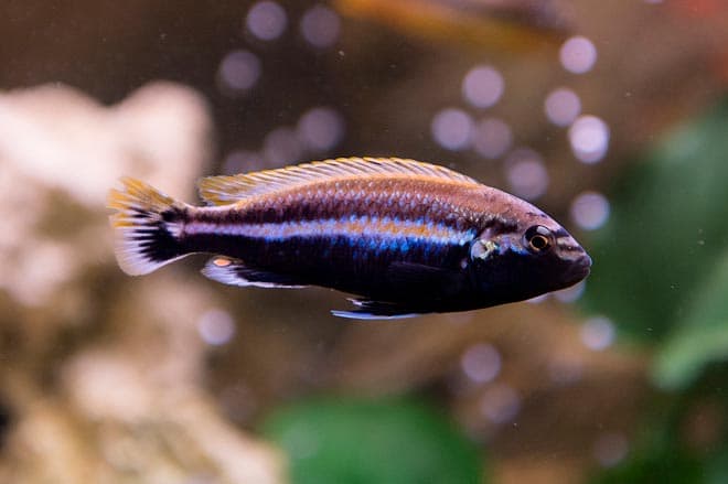 Меланохромис ауратус (золотой попугай, melanochromis auratus): содержание цихлиды, фото, разведение рыбки, совместимость, продолжительность жизни