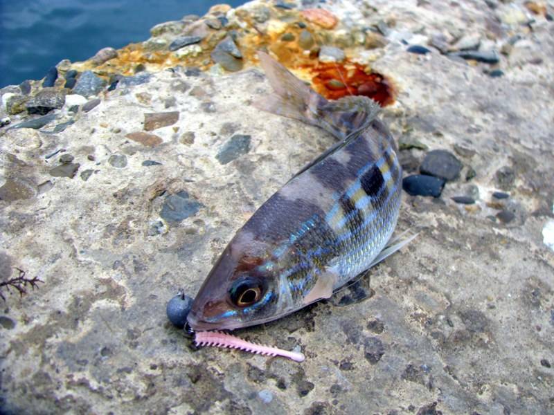 Ставрида - 95 фото небольшой рыбки промыслового значения