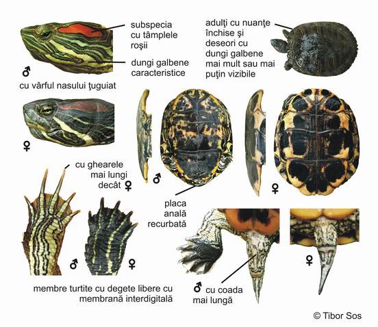 Как определить возраст черепахи болотной?