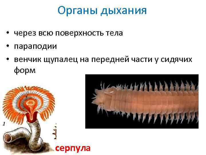 ᐉ нематоды или маленькие белые червячки в аквариуме: откуда появляются паразиты, как избавиться и опасны ли они для человека - kcc-zoo.ru