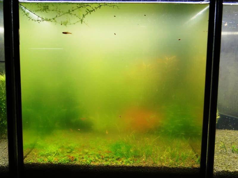Причины появления на стенках аквариума зелени