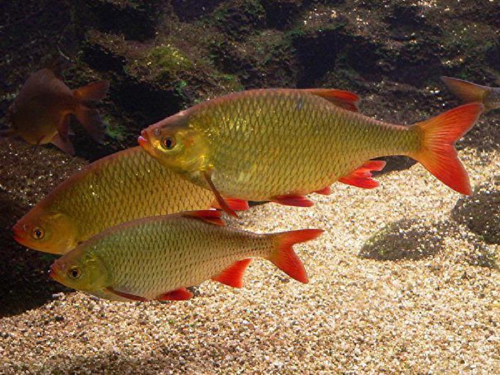 Рыба с красными плавниками речная. Красноперка Scardinius erythrophthalmus. Красноперка Озерная. Красноперка Речная. Речная рыбыкрасноперка.