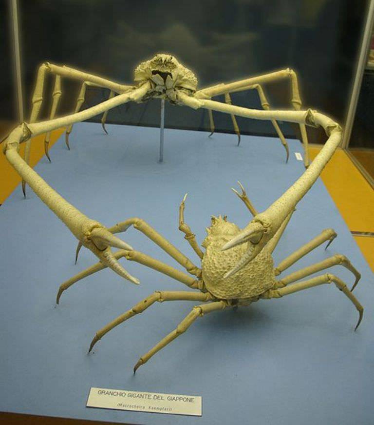 Японский краб-паук: особенности и внешний вид гигантского краба