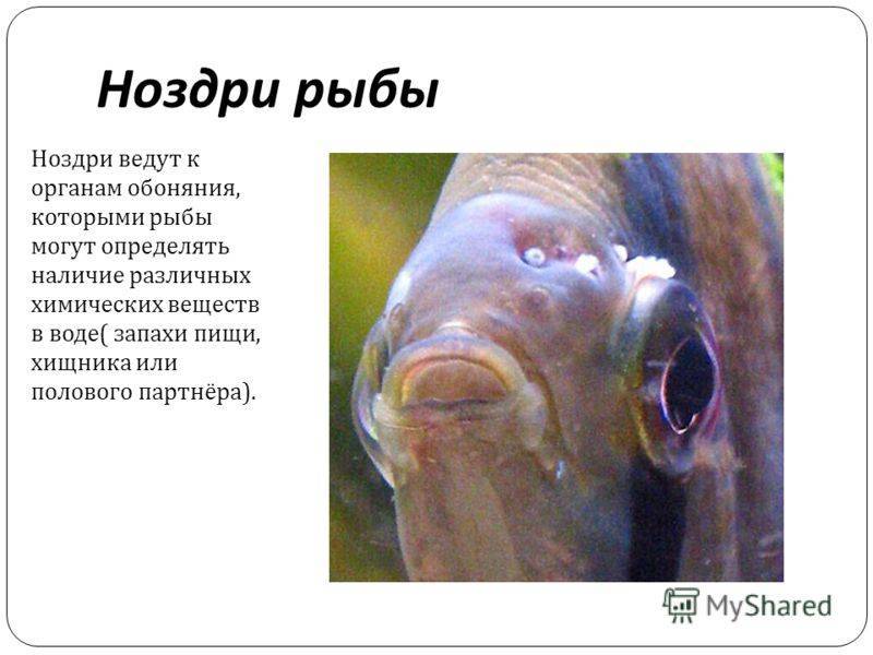 Слух у рыб – как они воспринимают звук