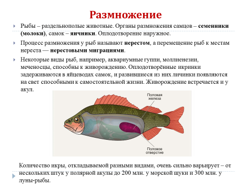 Почему проект документа называют рыбой