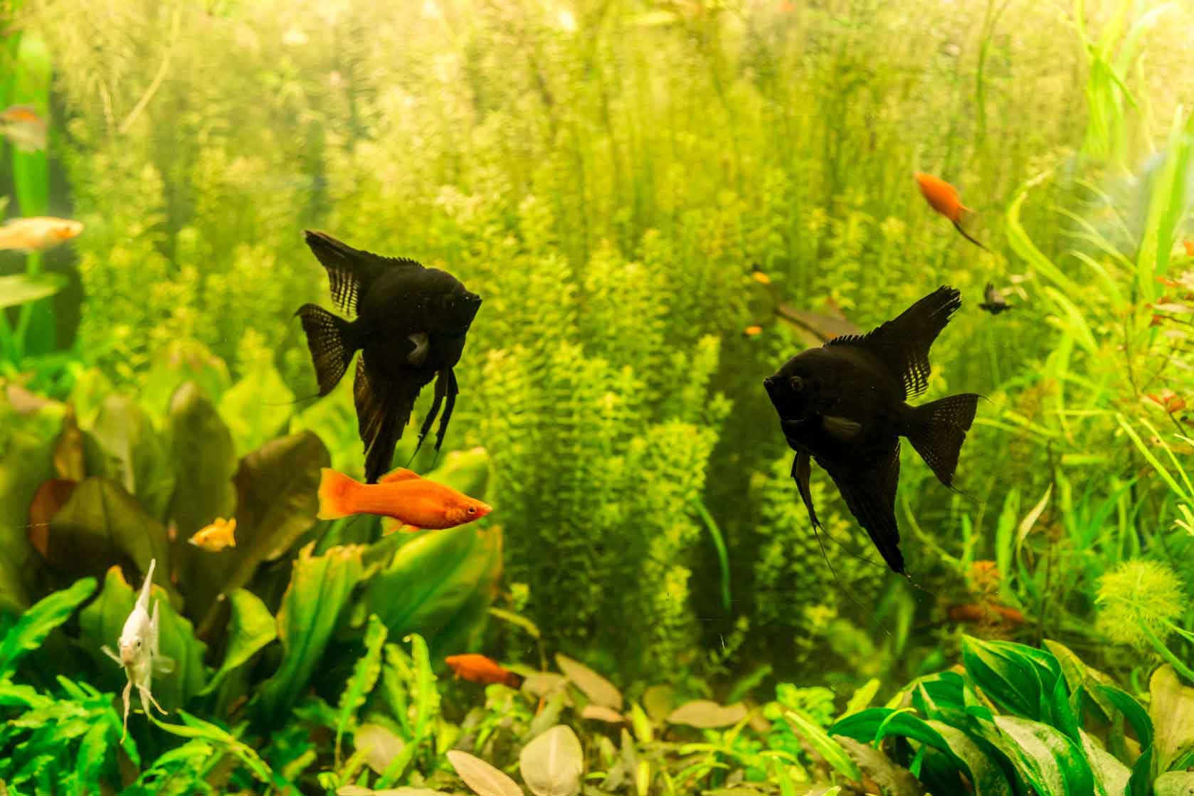 Рыбки-хищники скалярии: обсуждаем совместимость с другими рыбками и разновидностями скалярий - твой питомец
