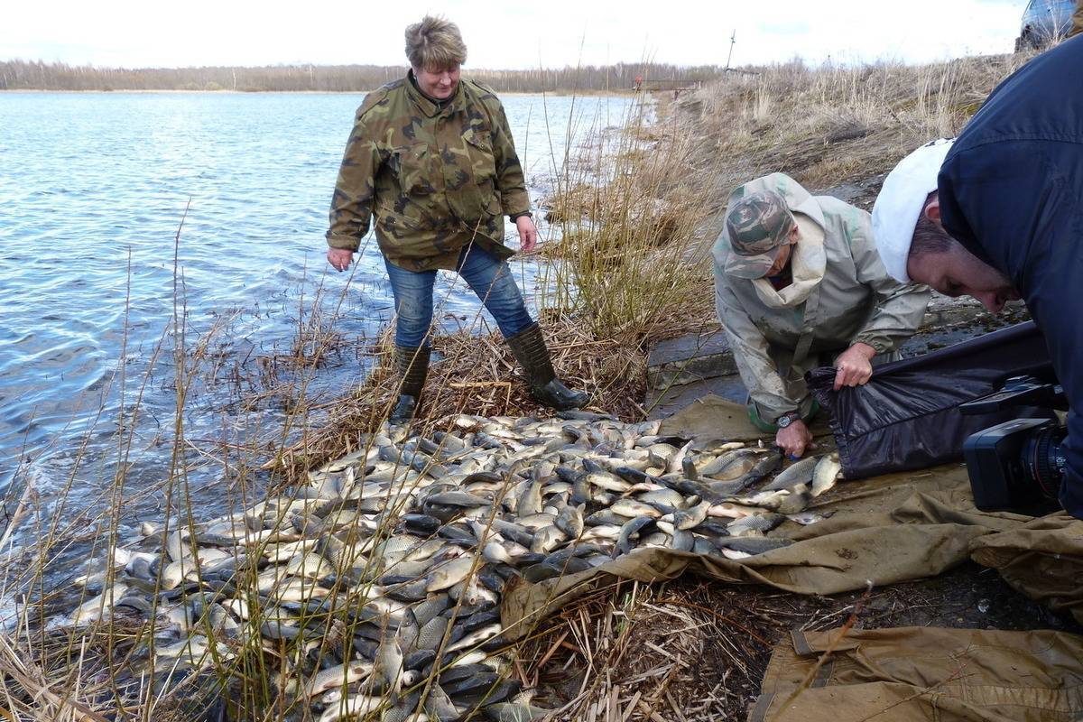 Новости: почему белорусская рыба не уступает норвежской, и как зарыбляют водоёмы в стране?