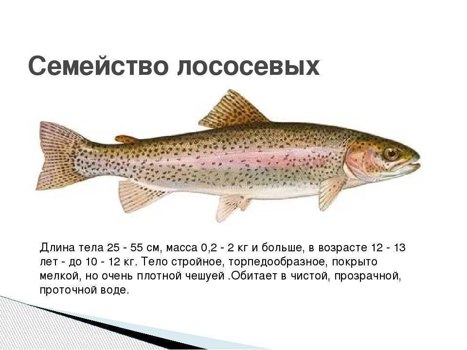 Красная рыба: виды, названия, список, состав, польза и вред, критерии выбора, цены, использование в кулинарии