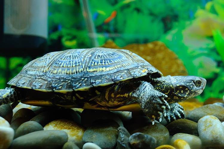 Черепаха в аквариуме уход. Красноухая Болотная черепаха. Красноухая водоплавающая черепаха. Аквариумные Черепашки красноухие. Американская красноухая черепаха.