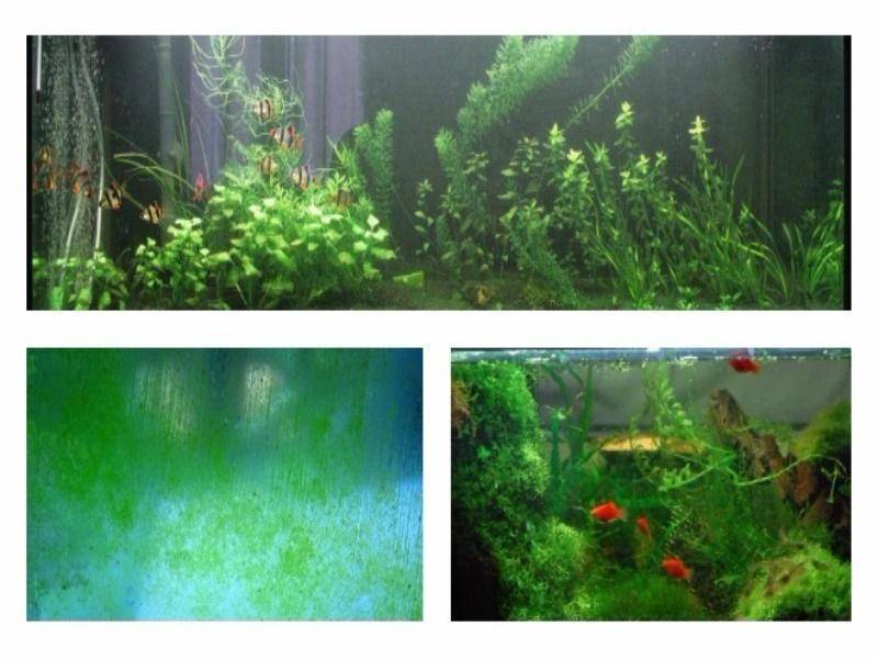 Почему на стенках аквариума. Зеленые стенки аквариума. Зеленые стекла аквариума. Зелень на стенках аквариума. Зеленый налет в аквариуме.