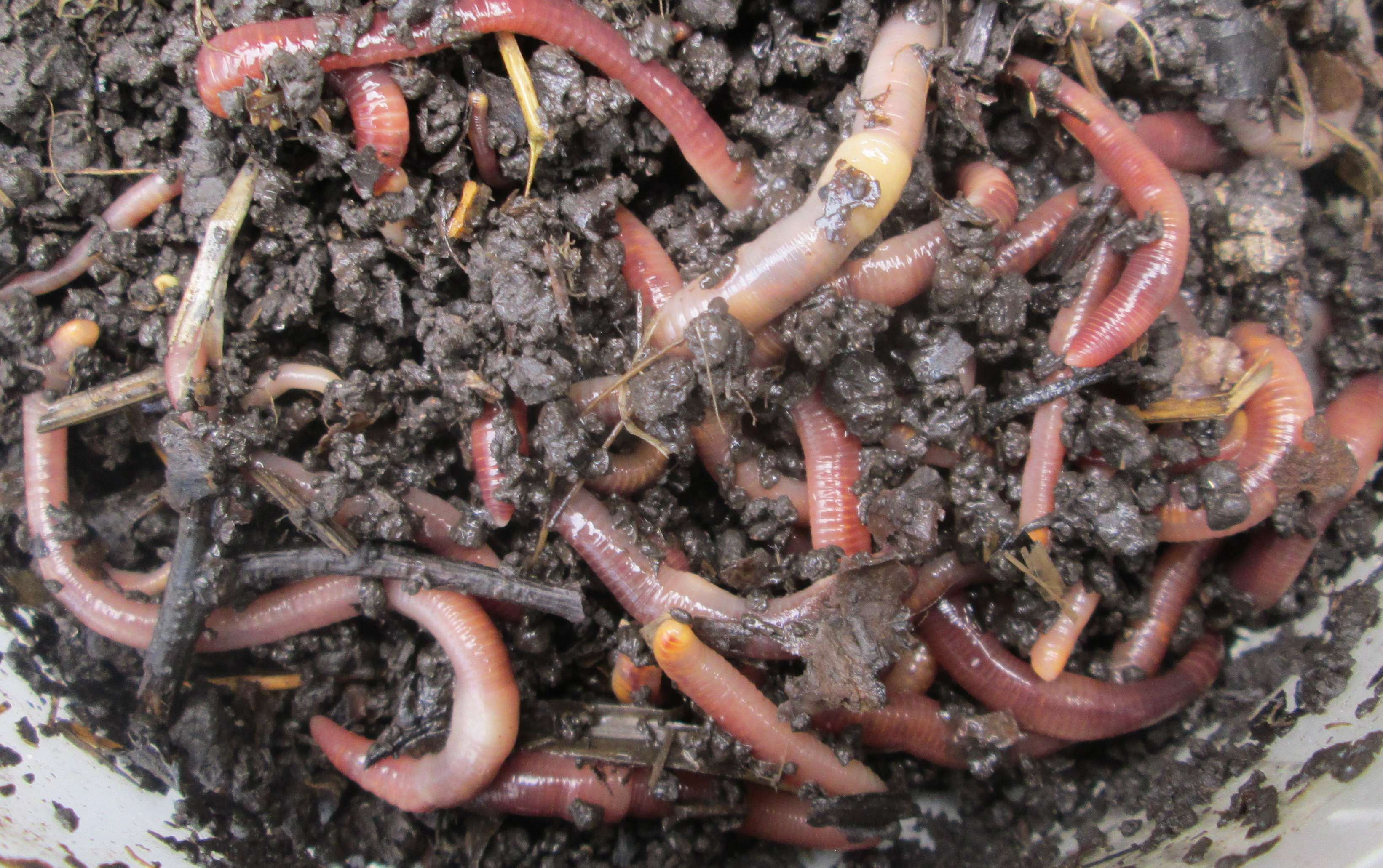 Как разводить червей в домашних условиях – подробный мануал