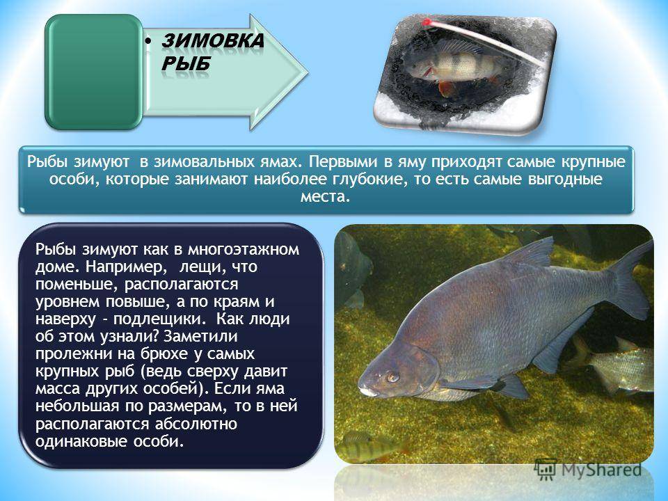 Как подготовить пруд с рыбой к зиме: особенности и условия зимнего содержания рыбы