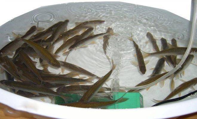Рыбная ловля: 4 самые эффективные ловушки для рыбы