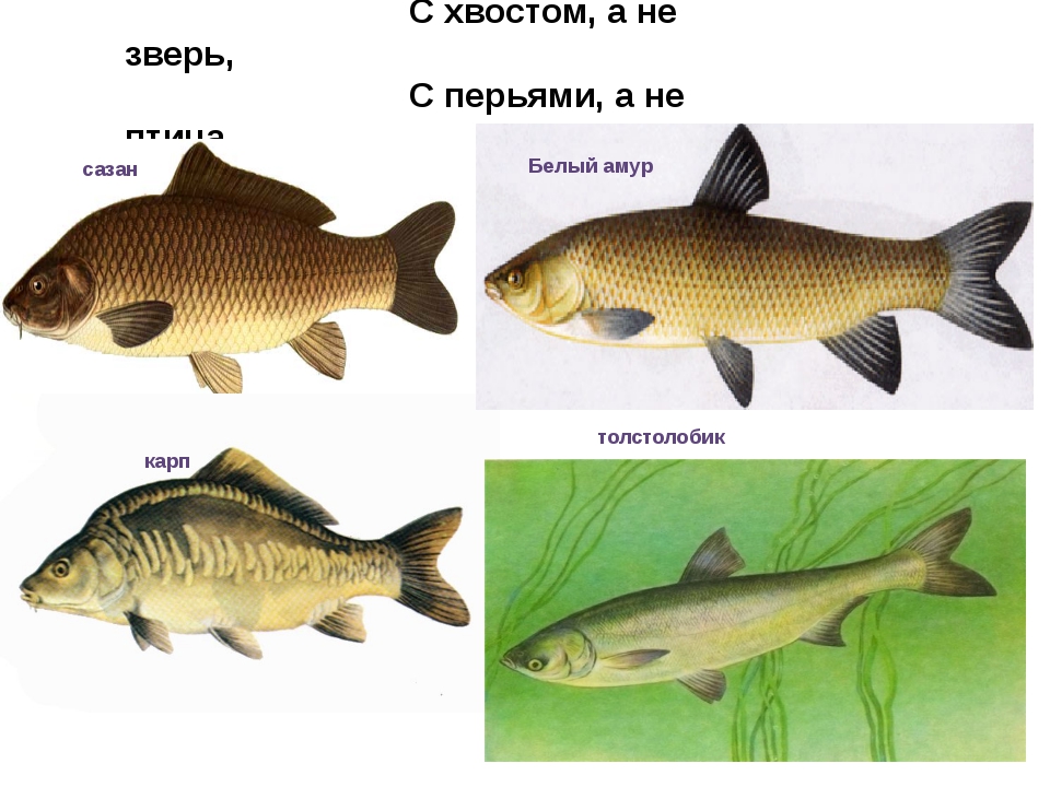 Сазан - подробное описание рыбы и много фото