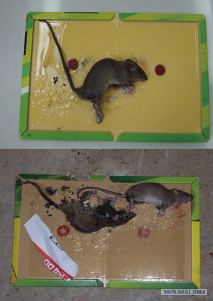 Эффективное средство от мышей и крыс в частном доме