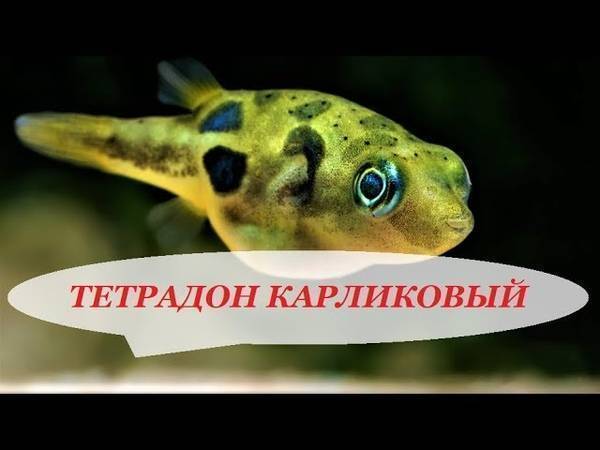 Зеленый тетрадон в аквариуме — виды и описания