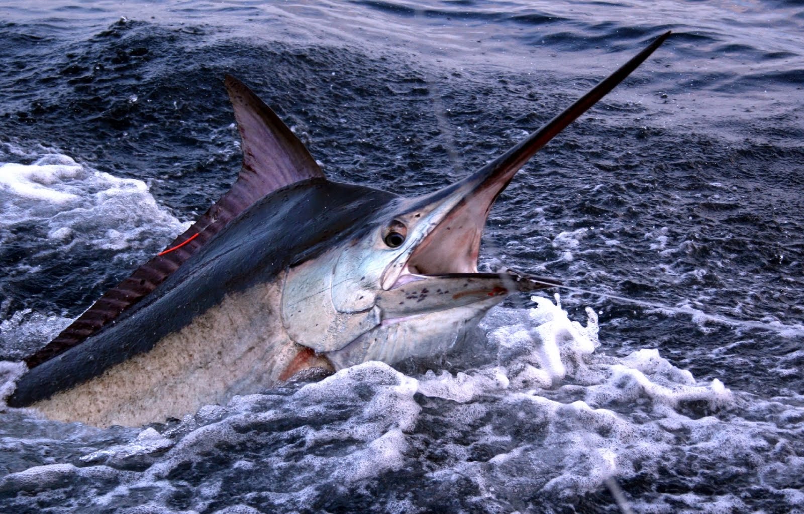 Коста-рика » голубой марлин (blue marlin, makaira nigricans)