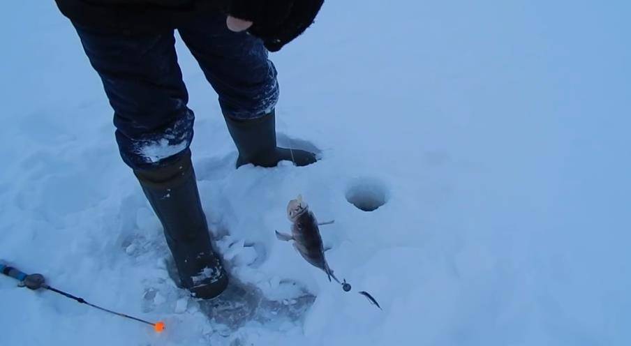 Ловля судака на тюльку зимой: применяемые снасти и оснастки