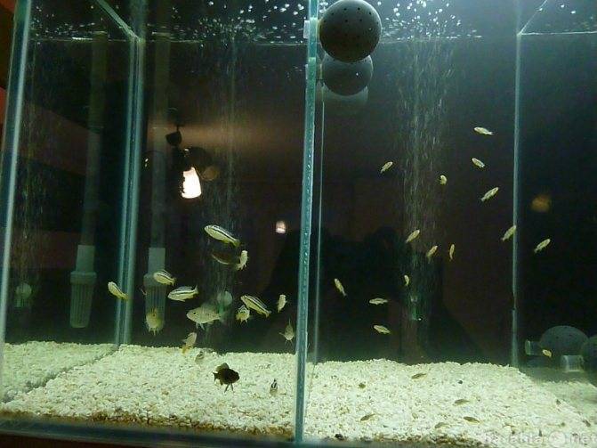 Живой корм для аквариумных рыбок: как вырастить в домашних условиях, можно ли давать дождевых червей, что на счет замороженного мотыля, а также чуть о коретре