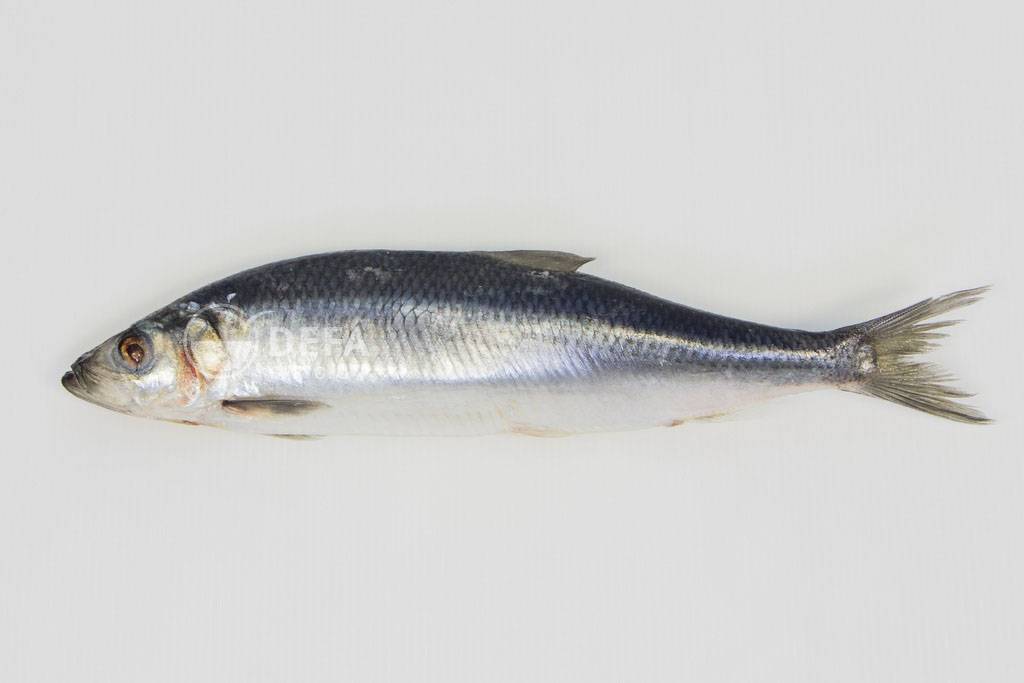 Рыба «Сельдь атлантическая» фото и описание