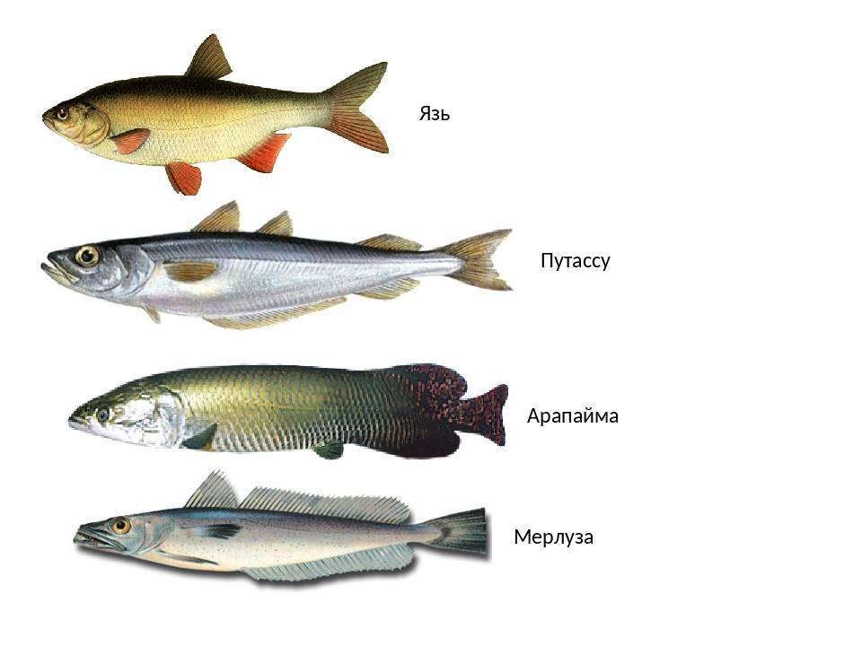 Морская рыба названия для еды с белым мясом название и фото