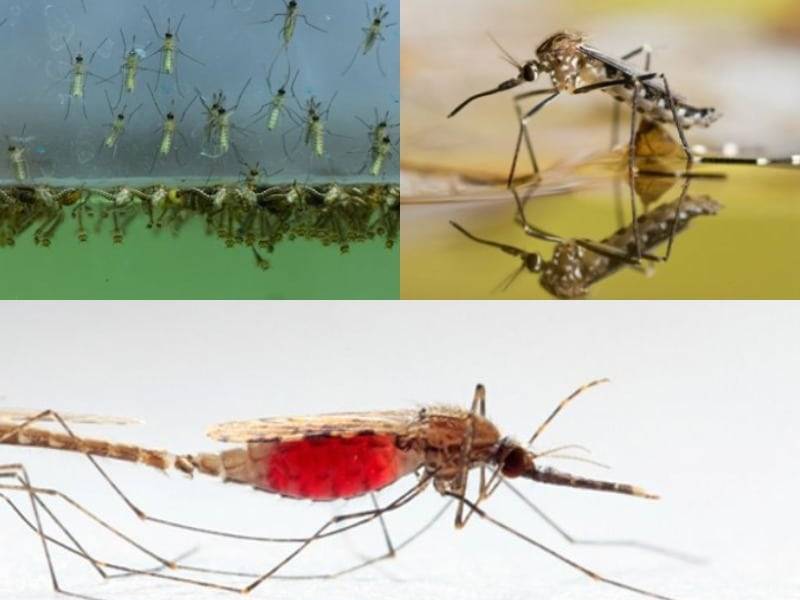 Личинка комара: среда обитания, особенности развития