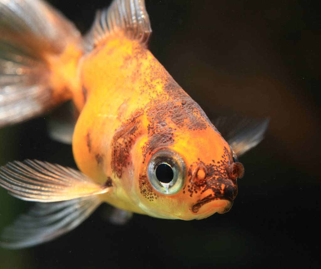 Золотая рыбка лечение. Carassius auratus Золотая рыбка. Золотая рыбка шубункин. Ихтиофтириоз у золотых рыбок. Болезни золотых рыбок аквариумных.