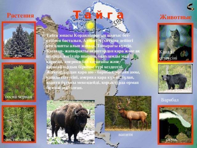 Тайга: географическое положение, особенности климата, растительный и животный мир :: syl.ru