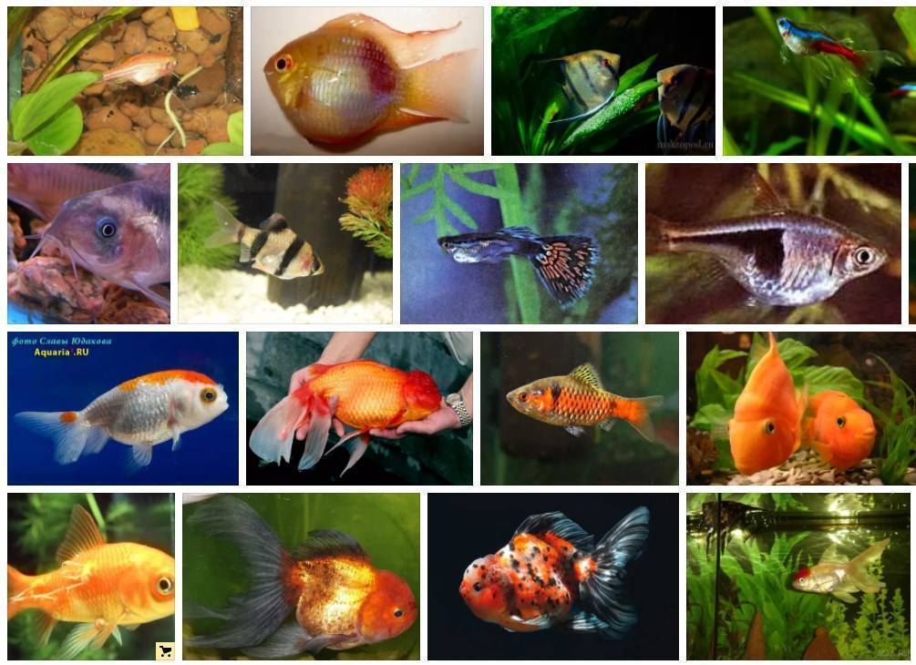 Болезни аквариумных рыб: симптомы и лечение с описанием и фото