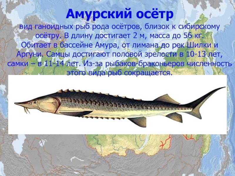 Рыба «Осётр амурский» фото и описание