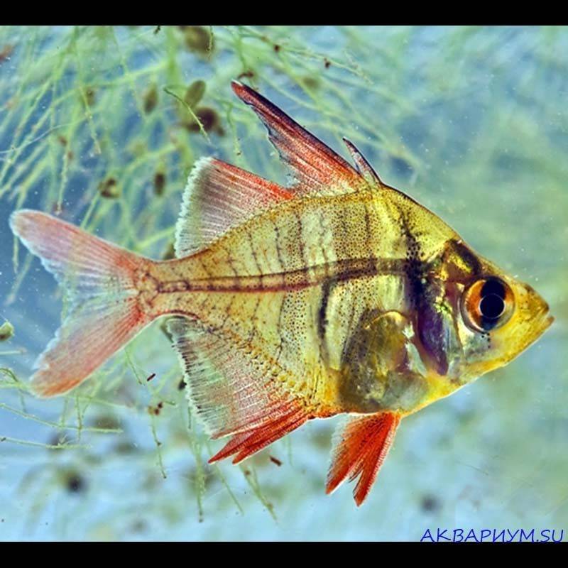 Аквариумистика :: аквариумная рыба :: прочие аквариумные рыбки :: окунь стеклянный разноцветный - аква терра супермаркет
