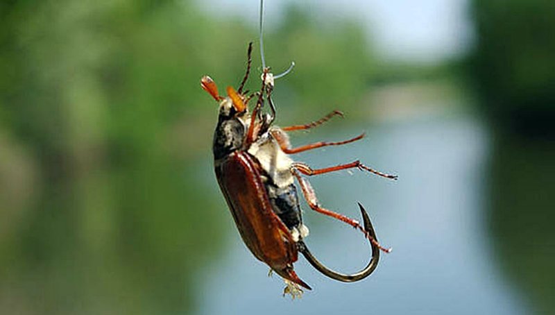 Майский жук: чем питается,размножение,фото,описание,как бороться | аквариумные рыбки
