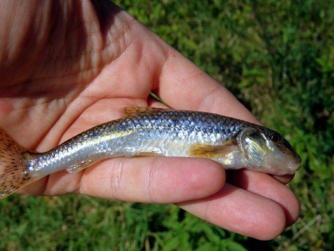 Пескари - обитатели пресных водоемов: разновидности рыб (фото), особенности поведения и размножения