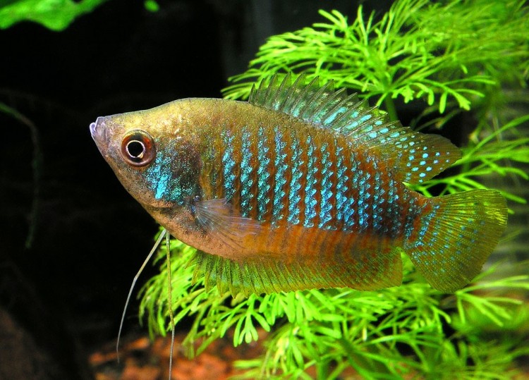 Лабиринтовые аквариумные рыбки, живущие без аэрации: виды, перечень с фото