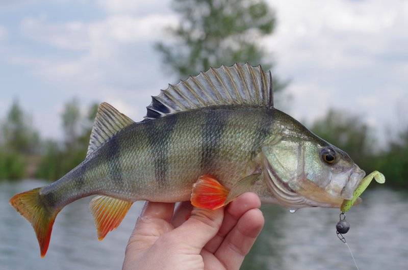 Рыбалка в июне — какая рыба ловится и где ее искать