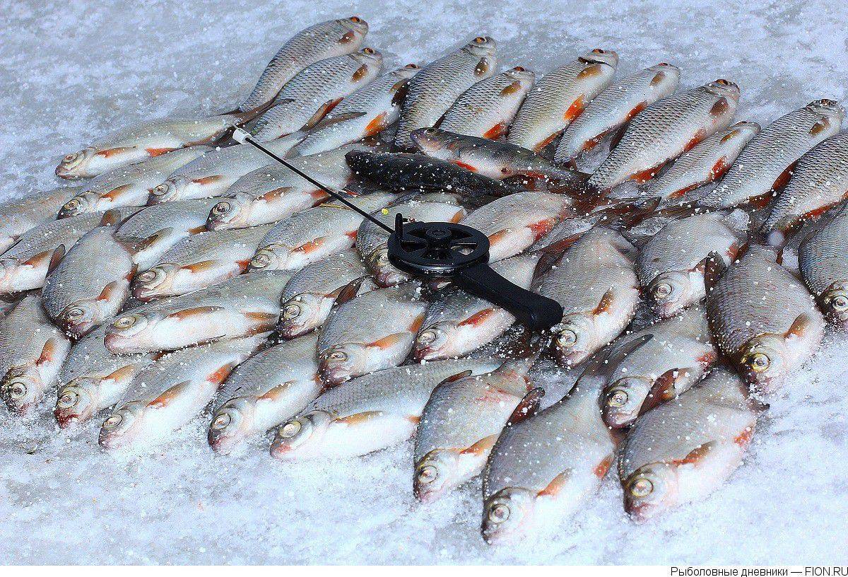 Прогноз клева можайское. Можайское водохранилище зимняя рыбалка. Рыбалка Можайское водохранилище Красновидово. Зимняя рыбалка на Можайке 2022. Рыбы Можайского водохранилища.