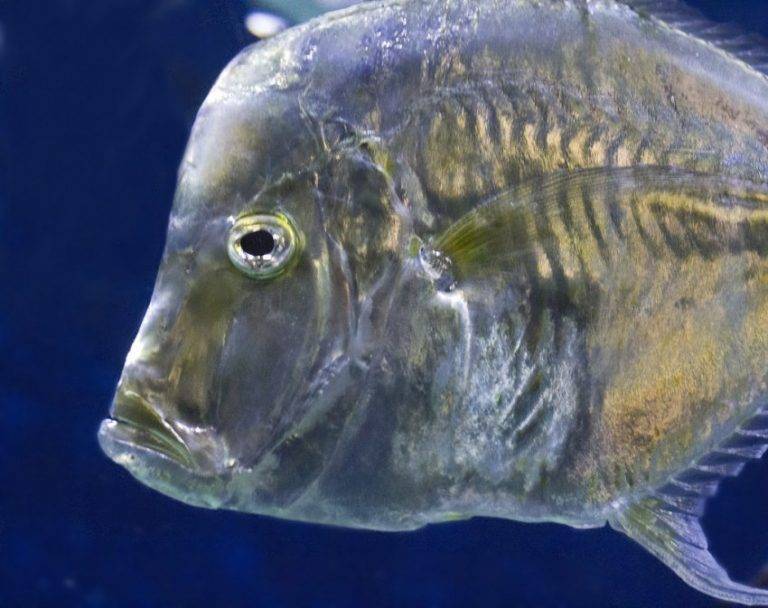 Хищные рыбы - самые опасные и самые распространенные хищные обитатели глубин (150 фото)