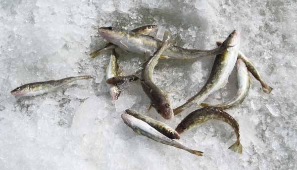 Навага ловля. Навага зимняя рыбалка. Навага Сахалин. Навага подледного лова. Навага на льду.