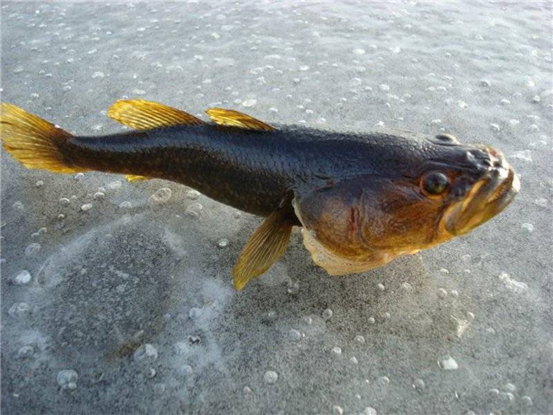 Рыба ротан